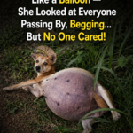 Her Belly Swelled Like a Balloon — She Looked at Everyone Passing By, Begging… But No One Cared!
