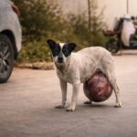 A Dog Carrying a Massive Tumor Was Lost and Suffering Until Kind Hearts Saved His Life