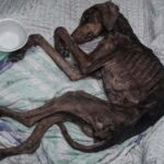 Abandoned and Collapsed in the Street, Shocky and Dehydrated—He Refused to Give Up!