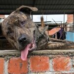 Cries from the Rooftop: The Freedom from a Lifetime of Chains