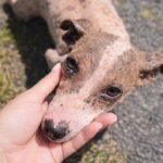 He Hid in a Drain, Barely Holding On… Then He Did Something Unexpected