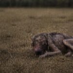 Left Alone in a Field, Broken and Forgotten—His Emotional Rescue and Miracle Recovery!