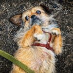 He Dragged Himself Across the Road… Until Someone Finally Stopped and Changed Everything