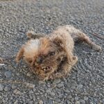 A Tiny Dog Fading With Every Weak Breath… But His Fierce Will to Live Sparked an Incredible Comeback