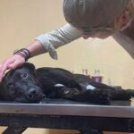 Zaino: When Life Clings to Every Heartbeat and Light Appears at the End of the Road