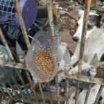 The Miraculous Revival of Mother Dog Luna and Her Puppies from an Abandoned Dump