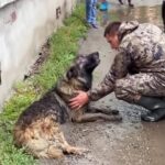 A Miracle in the Rain: The Rescue of a Stricken and Abandoned Puppy