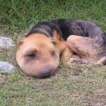 He Lay There, Alone in Agony — Until the Day He Was Found… and Everything Changed!