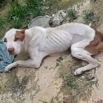 Poor Pittie cried for help with his last strength… then collapsed