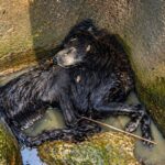 Dog Tied With Rope Couldn’t Move — Now Walks Again Slowly