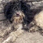 Crippled dog survived on market scraps daily—until we came and changed her life forever