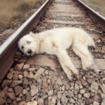 Dog Found Unconscious On Railway Tracks — Doctors Fight To Save Her Life