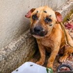 Neglected Dog With Tearful Eyes — Still Waiting To Be Free