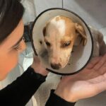 We found a shy puppy on the street… what happened next left us in tears