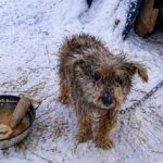 Chained Mother Dog Freeze Outside — No One Came to Help Her