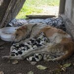 Mama dog chained and starving gave birth to 11 puppies, each tiny life fighting to survive but…