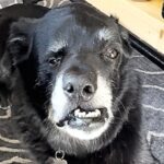 Man gives home to dog that was ‘down to his last day’