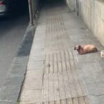 I Thought It Was Just an Abandoned Bag on the Sidewalk… But It Was a Motionless Dog