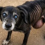 Blind Senior Dog Dragging Massive Tumor — Finally Walks Free Again