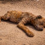 They Thought This Tiny Puppy Wouldn’t Make It… Then Everything Changed