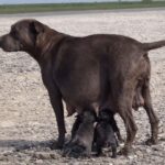 Abandoned While Pregnant . She Gave Birth Alone And Led Her Puppies Waiting For Her Owner Everyday.