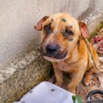 Tied Up With No Food Or Water — Benjamin Finds A New Life