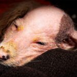 Someone Put a Puppy in a Freezer… 3 Days Later, What Happened Shocked Everyone