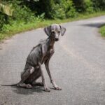 Like a Destiny from a Past Life, Homeless Dog Waited Her Whole Life to Be Saved…She Finally Made It!