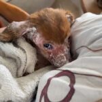 In His Final Moments, He Cried Unable to Forget the Pain… But No One Gave Him a Chance