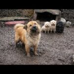 A Mother Dog Trapped in Mud Her Whole Life, Gave Birth, Raised Her Babies & Crying for Help!