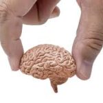 Most Americans don’t realize brain donation is needed to study autism