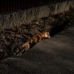 Paralyzed and Terrified, He Crawled Into a Ditch—But His Eyes Still Begged for Help!