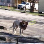 Layla: From the Trauma of Fiberglass to a Miraculous Rebirth