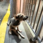 Fu Bao: The Miraculous Recovery of a Paralyzed Dog Amidst a Typhoon