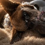 The Miraculous Recovery of Vinny: From Cruelty to Healing
