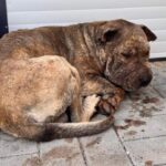 Used as a bait dog, betrayed and discarded, he lay shattered on the street silent waiting for help!