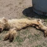 He Staggered and Collapsed by the Roadside—But Love Brought Him Back in a Miraculous Recovery!