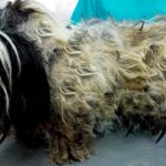 The Ultimate Grooming Makeover: Saving a Neglected Dog with a Stunning Shaving Session