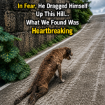 In Fear, He Dragged Himself Up This Hill… What We Found Was Heartbreaking
