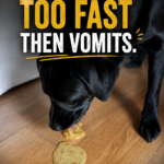 My Dog Eats Too Fast Then Vomits: Causes, Risks, and How to Slow Them Down