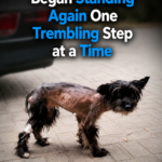 The Dog Nobody Wanted Began Standing Again One Trembling Step at a Time