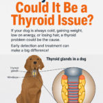 My Dog Is Always Cold — Could It Be a Thyroid Issue?