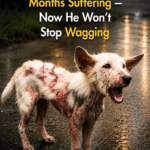 Sick Puppy Spent Months Suffering — Now He Won’t Stop Wagging
