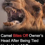 Neglected camel kills owner after hours tied in scorching heat
