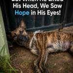 He Couldn’t Move… But When He Lifted His Head, We Saw Hope in His Eyes!