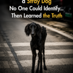 A Couple Took in a Stray Dog No One Could Identify… Then Learned the Truth