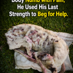 Lying on the ground, body numb with pain, he used his last strength to beg for help.
