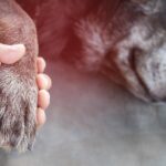 My Dog Yelped Then Started Limping: What It Means and When to Worry