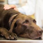 Dog Has Diarrhea for 2 Days — Should You Panic?