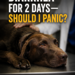 Dog Has Diarrhea for 2 Days — Should You Panic?